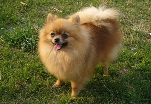 山东一恶犬咬伤女学生,狗主人却称对方碰瓷,警方处理不了