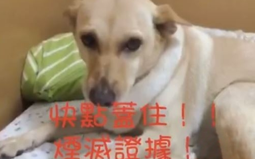 傻眼!狗狗尿床怕挨骂 直接用屁股毁灭证据