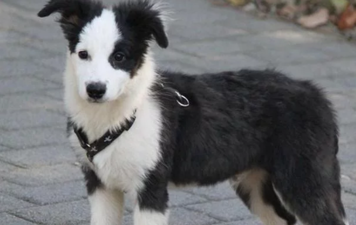 奇葩！违规遛犬被查，女子转头将狗丢进冰河怕城管当场将狗打死