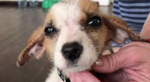 流浪犬出现意外闯入保护区,被收留后与黑猩猩变成最好的朋友,真能处关联