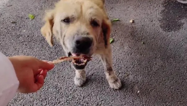 金毛犬,历经了多少磨难,才遇到一位愿意帮它的人!