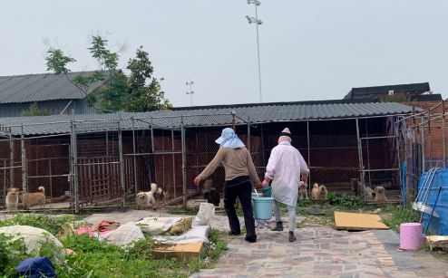 基地被恶意断水断电,几百只流浪狗无饭可吃,它们急需救命粮!