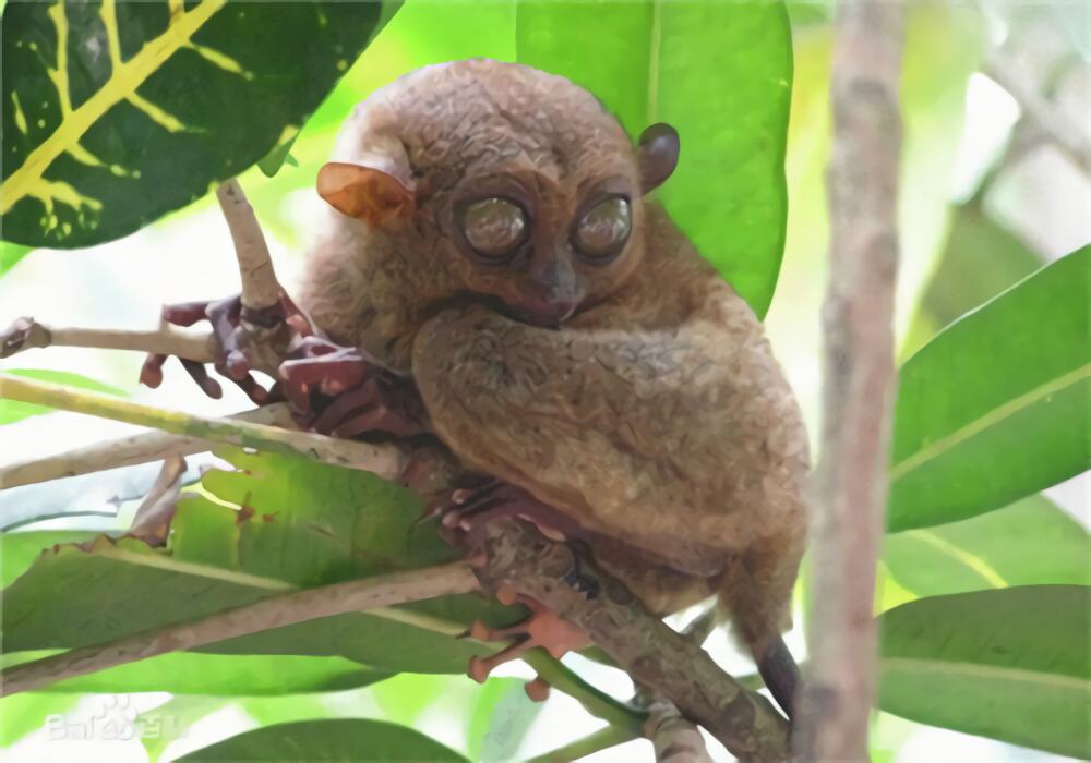 眼镜猴身份信息