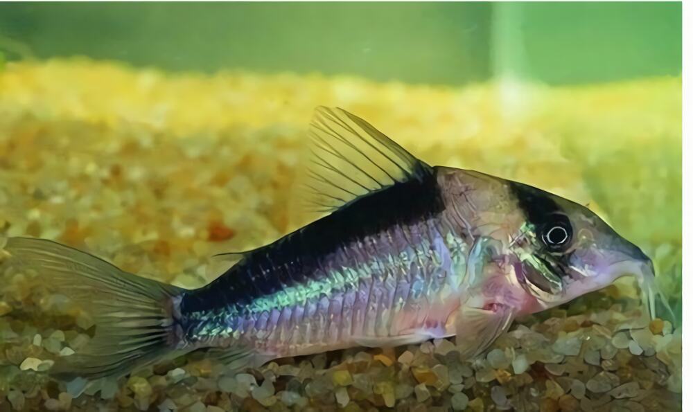 印第安鼠身份信息