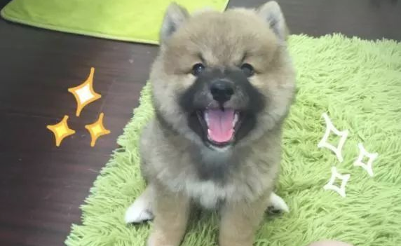 买的柴犬,被别人取笑像一只熊,几个月后狗狗极致成长