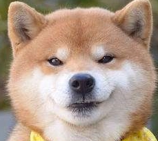 最霸气的柴犬，一旦饿了就叼着饭碗出来，摔到主人面前要求盛饭