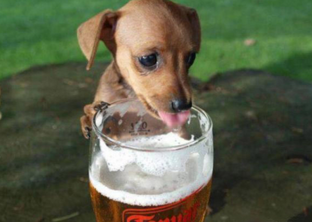 狗狗等宠物啤酒节品尝啤酒萌翻到场群众