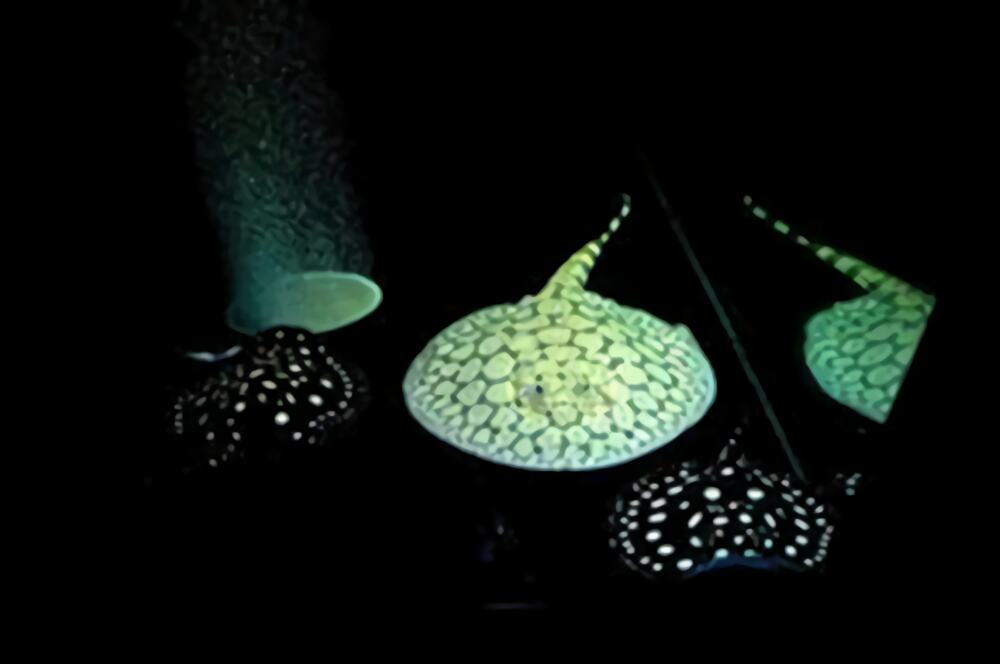 珍珠虹鱼身份信息