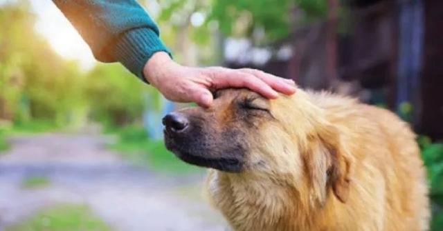 1年前它被前主人虐待,1年后新主人培养它成为警犬