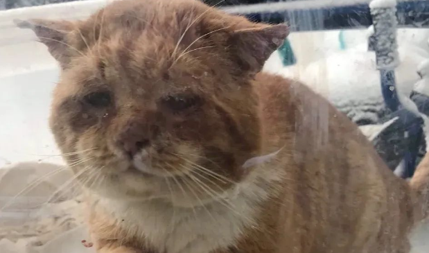 零下50度,大量流浪猫狗被冻死在雪地里,它们拼命求救,只为活下去......