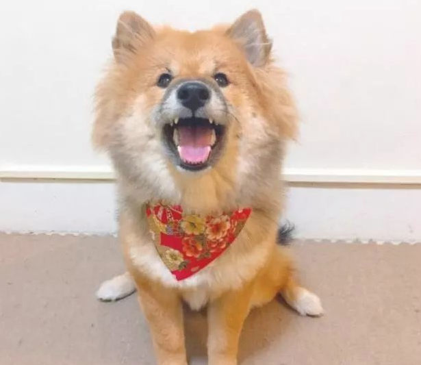 买的柴犬,被别人取笑像一只熊,几个月后狗狗极致成长