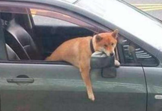 柴犬被主人扔在车里,狗狗伸出头一副心力憔悴,宝宝心里苦