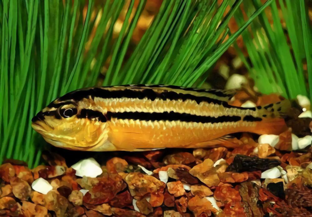 非洲凤凰鱼身份信息