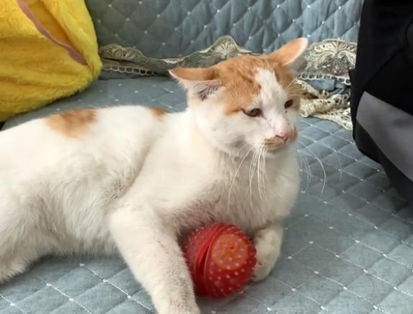 流浪猫上门求收留,竟遭家犬驱逐吓成飞机耳,为了留下它强装镇定