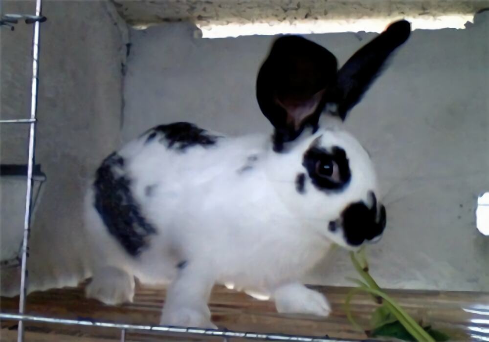 大麦丁兔身份信息