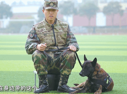 “二哈”到底能不能做军犬?收下这份军犬最全知识贴!一级军士长教你养犬!