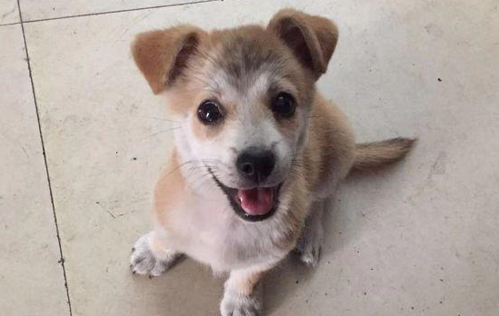 流浪犬渴坏掉眼巴巴望着饮品店,被营业员踢个跟斗后,狗狗一脸憋屈