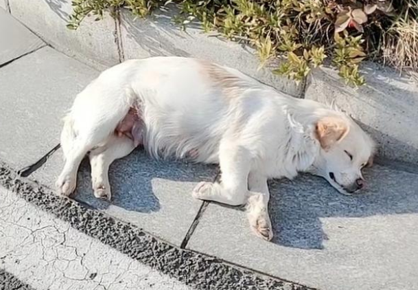 现实版“忠犬八公”,火车站苦等主人一年,好心人用爱将其感化