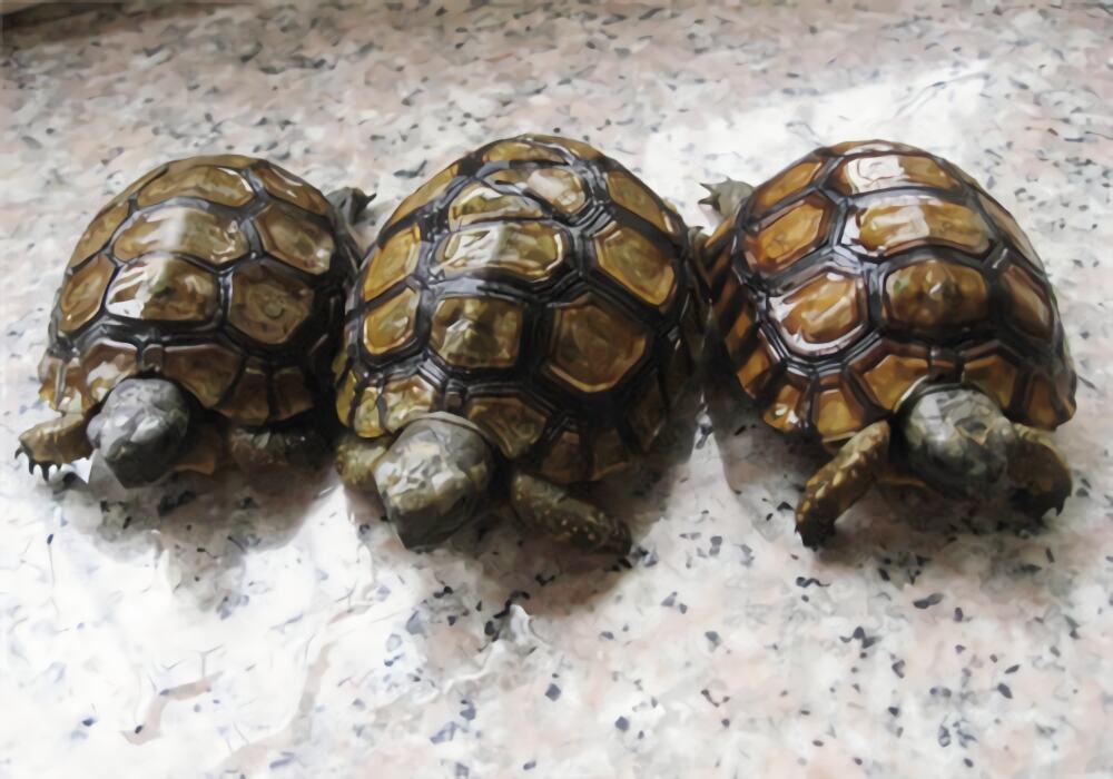 伯格海角陆龟身份信息