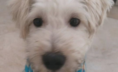 跑丢的流浪狗，女生無心喂一次吃的后，小狗一连三天上门来