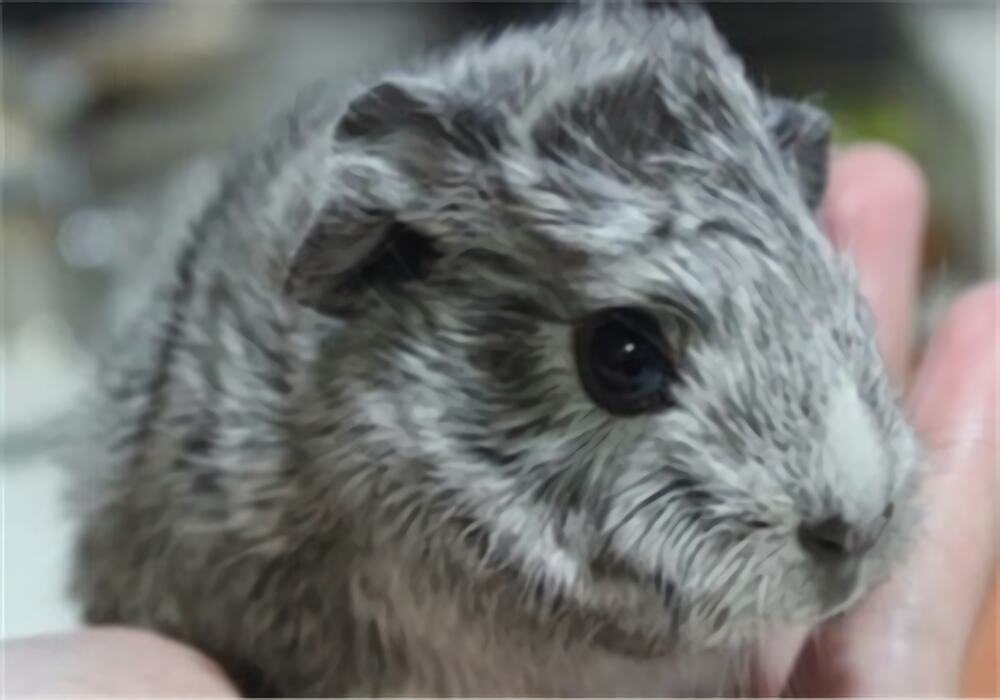 银色刺毛天竺鼠身份信息