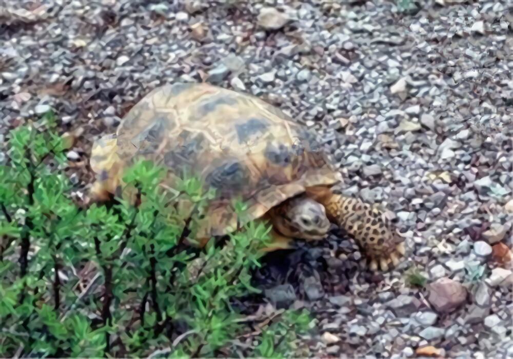 墨西哥地鼠龟身份信息