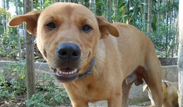 为啥中华田园犬不能当军犬,不是因为很笨,原因曝光让人哭笑不得