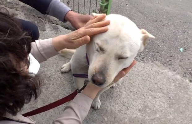 狗狗送养后意外走丢，9天后竟与主人重逢，自己却瘦成了皮包骨