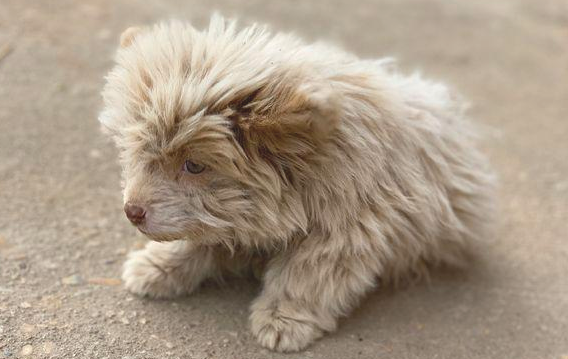 外出一不小心撞倒只流浪犬,殊不知狗狗趴土里不起來,女生走进后乐了