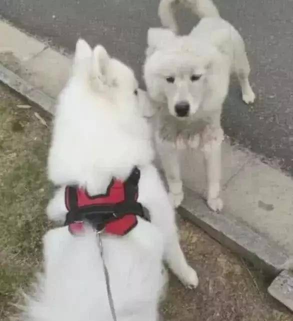 流浪狗和宠物狗:只隔了一条牵引绳,命运却大不相同