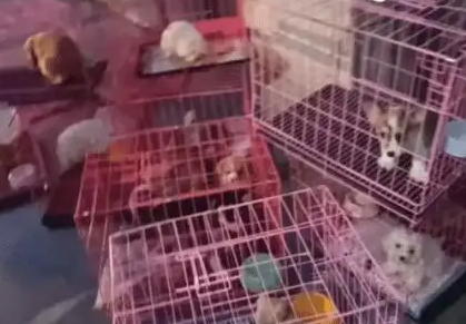 男孩凌晨救下30只宠物狗!店主:送一只