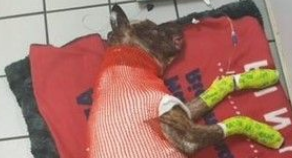比特犬被绑焚烧 40%烧伤努力撑了5天仍离世