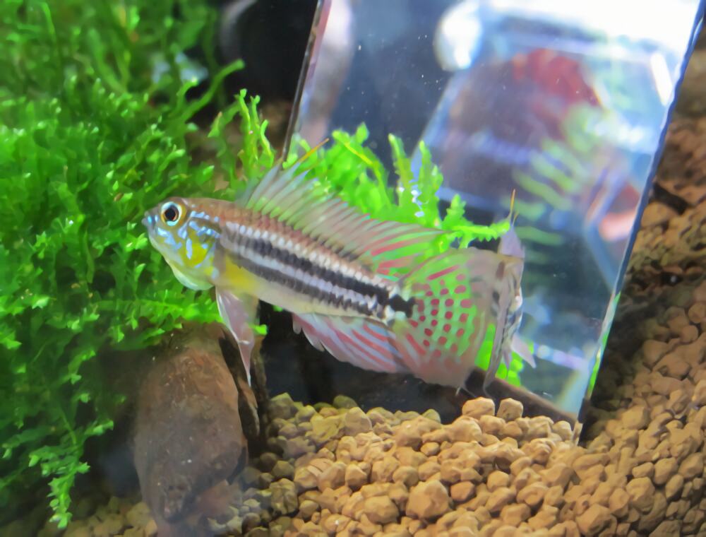 酋长短鲷身份信息