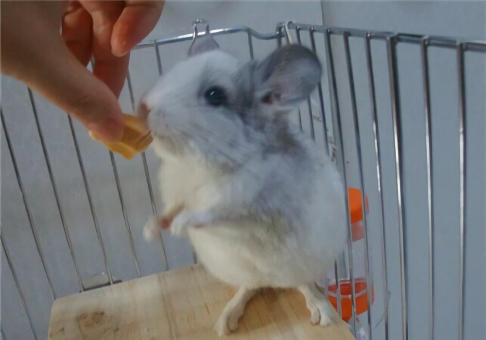 银斑龙猫身份信息