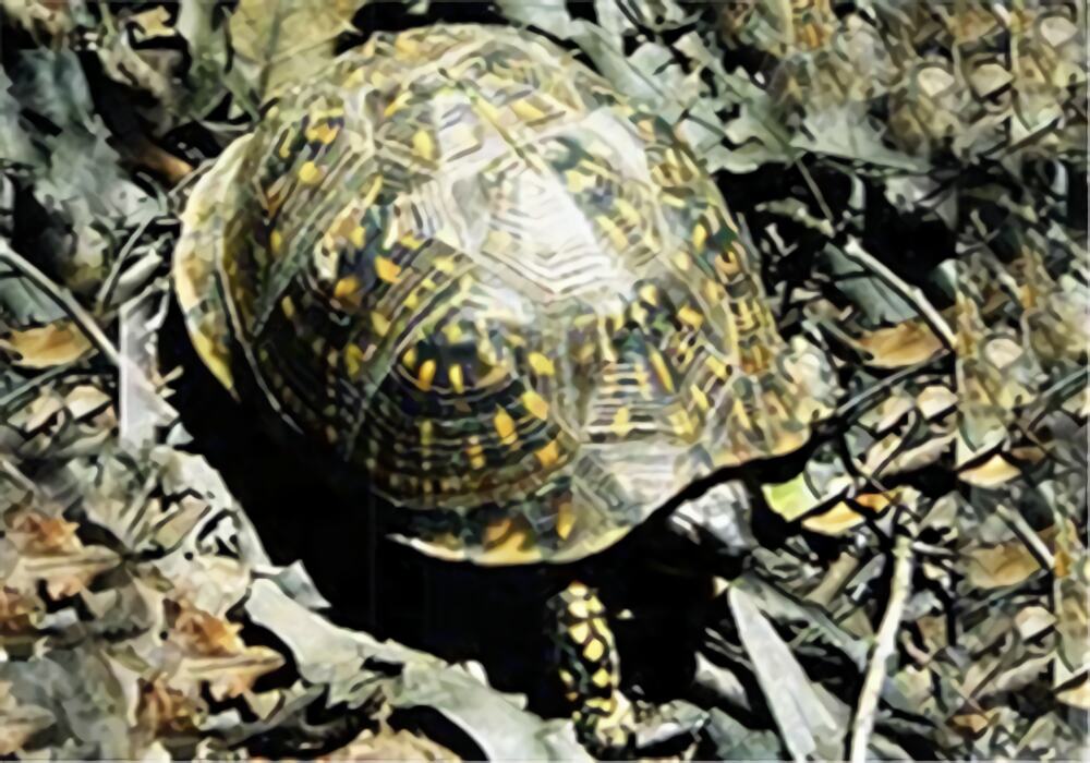 西部箱龟身份信息