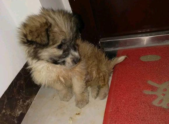 流浪犬被抛弃在公园,女生要想收留,盆友:小土狗,丢面子