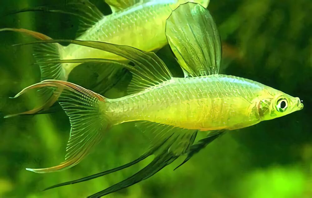 燕子美人身份信息