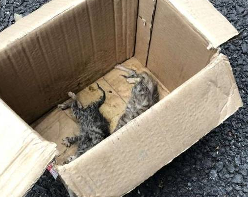 流浪狗被收养后,热衷于救助小猫,狗狗:我只是不想它们挨饿