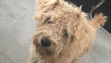 流浪狗孤零零彷徨在大街上,一上去就被朋友赶跑,女生猛然一脸心痛