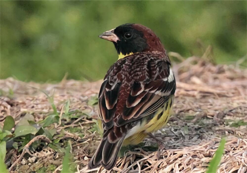 黄胸鹀身份信息