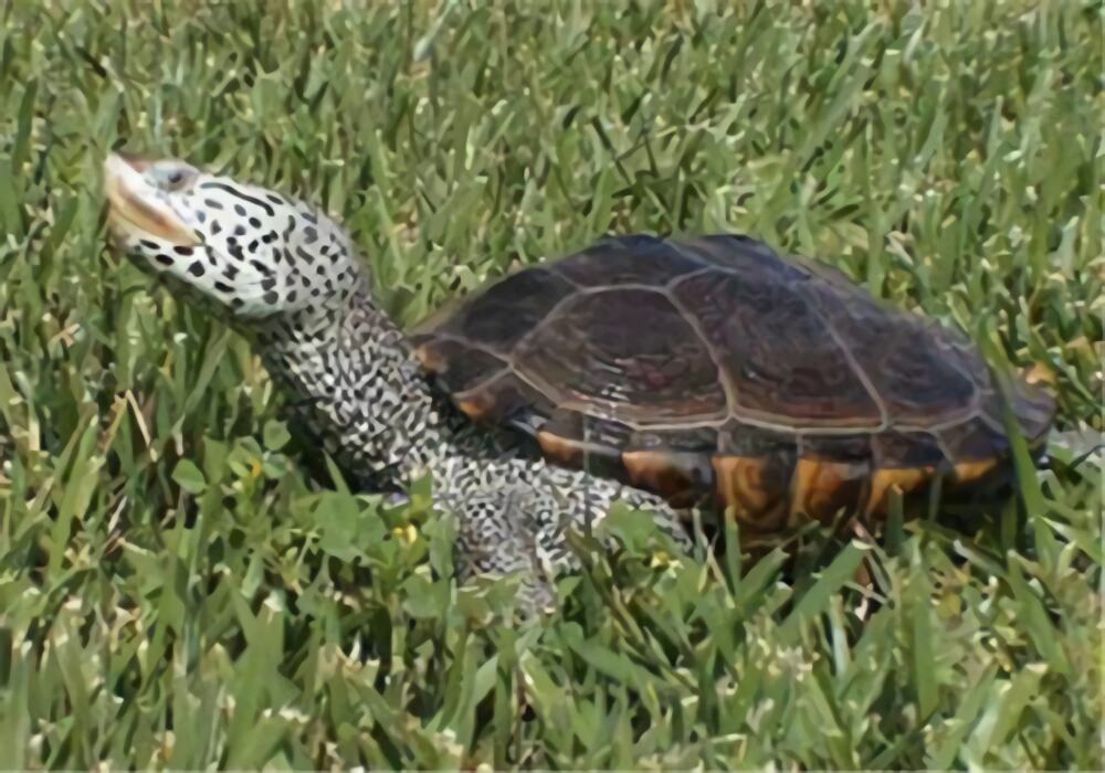 佛罗里达东部钻纹龟身份信息