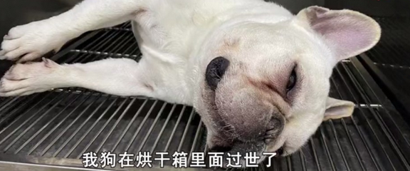 爱犬死在宠物医院!当事人:为何死在烘干机内?