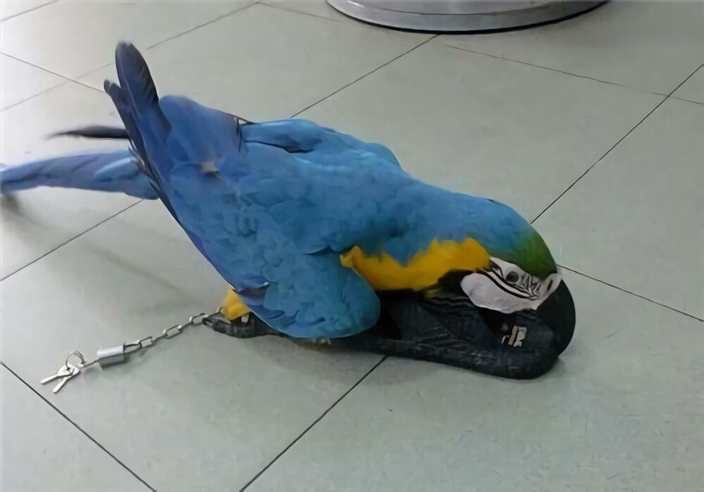 蓝黄金刚鹦鹉身份信息