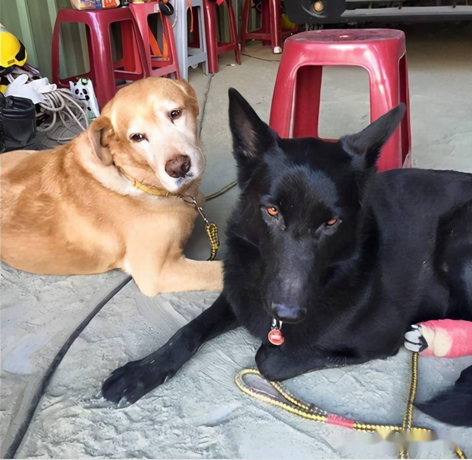 搜救犬突患大病,需捐血和手术费,消息发出后竟一天就凑够