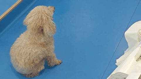 主人给17岁贵宾犬安乐死,它目不转睛看了家人很久很久,太诛心
