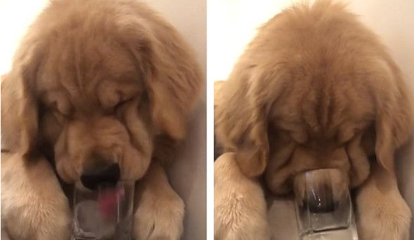 黄金猎犬为享用冰块 不顾形像把鼻塞杯子里