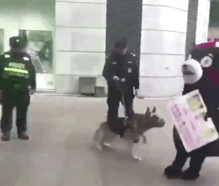 网红熊本熊在广场被警犬追咬,警察:稍息立正,你是警犬不是泼妇
