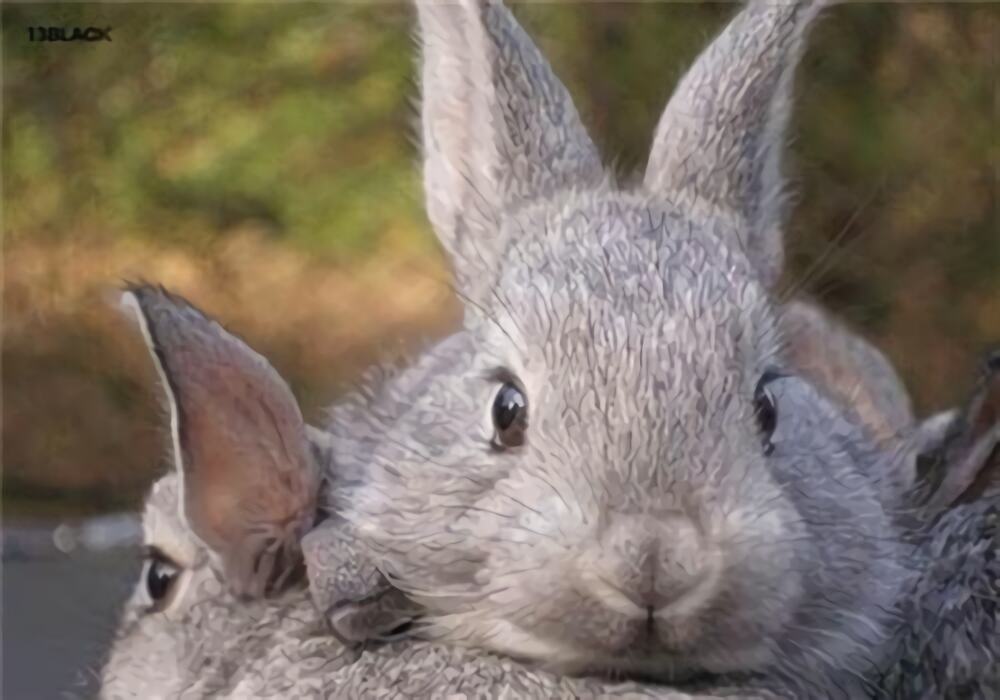 金吉拉兔身份信息