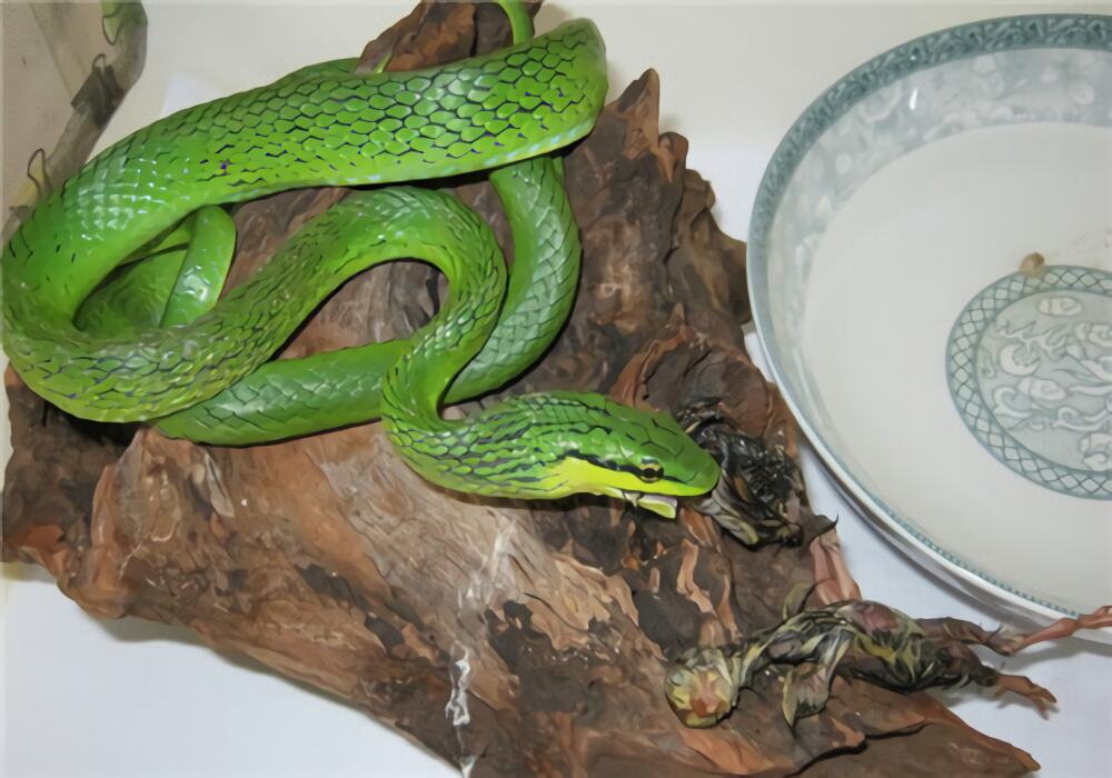 绿锦蛇身份信息