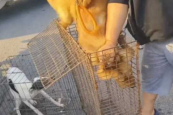 面对350块，狗主亲自把躲进车底的小狗拽出，狗贩：听人劝吃饱饭